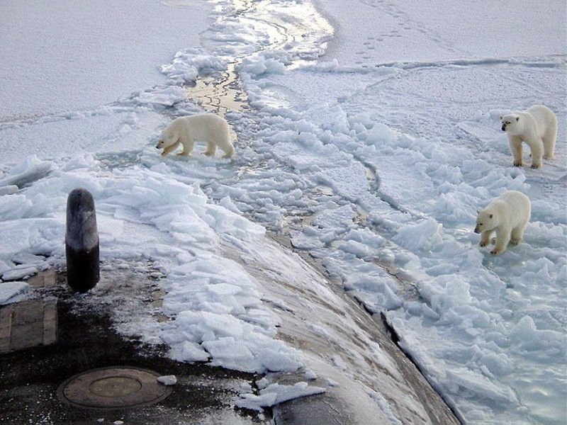 北極點附近的北極熊，正在接近美國海軍潛艦。圖：維基共享資源公共領域，美國海軍提供   