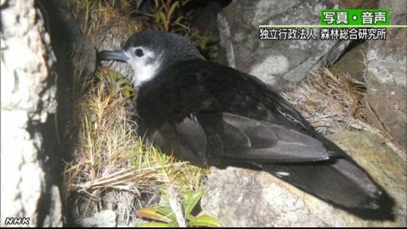 小笠原鸌在無人島上的巢穴第一次被發現。圖：翻攝NHK   