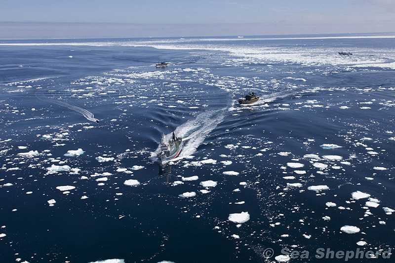 日本捕鯨船隊已開赴南極，本季計畫900頭鯨類。海洋守護者協會為了阻止日人捕鯨，甚至出動無人機，追蹤數百哩外的捕鯨船活動。(圖片來源:達志影像/路透社。)   