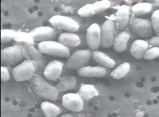 美國太空總署今天召開記者會，公佈研究人員在美國加州優勝美地（Yosemite）國家公園莫諾湖（Mono Lake）發現的新菌種GFAJ-1微生物（圖），這個新菌種能不靠磷而靠砷就能存活。圖片來源：翻攝自NASA網站。   