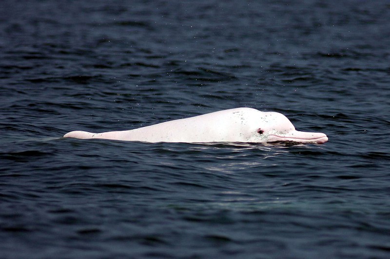 中華白海豚應不應該因國光石化設廠而轉彎，引發社會爭議。圖片來源：中央社   