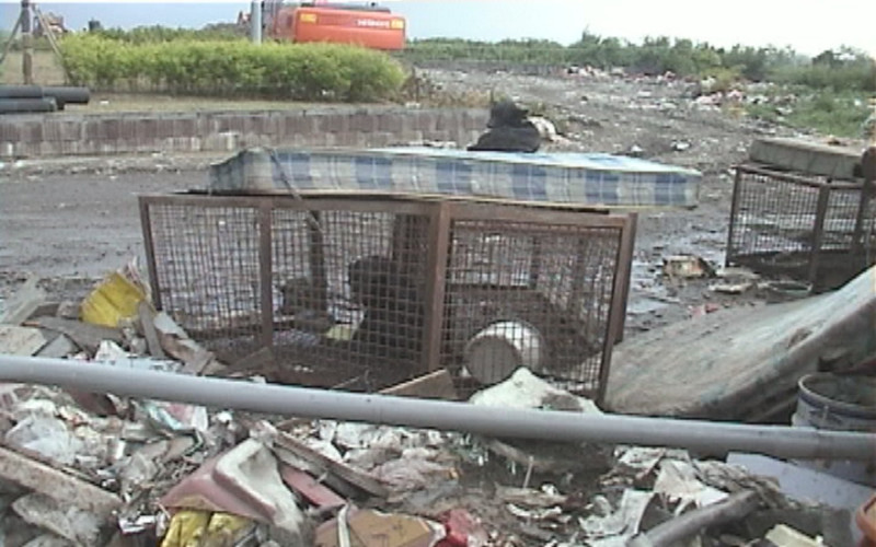 圖為設於垃圾場內的彰化北斗留置所，狗籠周圍都是垃圾。籠內還有腐化到剩下白骨的狗屍，研判應是活活餓死或病死的流浪犬。提供：台灣動物社會研究會   