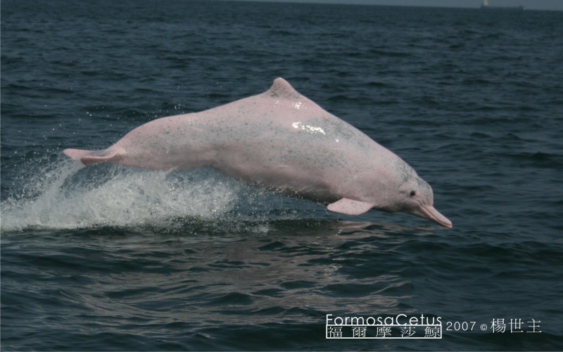 今年台灣白海豚僅存90隻左右，中科四期和國光石化恐將造成白海豚加速瀕臨滅絕。圖：福爾摩莎鯨保育研究小組攝   