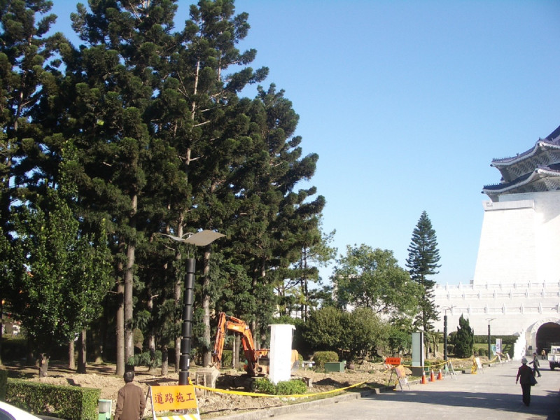 中正紀念堂從大忠門至大孝門間，約70棵樹齡達數十年以上老龍柏，因景觀再造工程被迫移除。圖片來源:顧美芬攝   