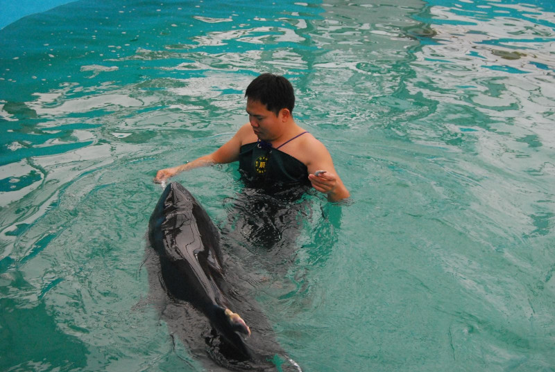受傷的小抹香鯨無法游動，為了避免牠嗆水，一開始幾天都是由志工24小時排班泡在水中做扶助保定的動作。圖片來源：台灣黑水溝保育學會   