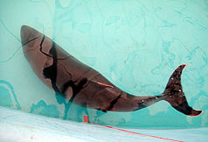 今年1月在高雄縣永安鄉濱海擱淺被救起的小抹香鯨，即將在7日重回大海，同時也將成為亞洲首例裝設衛星發報器的小抹香鯨。圖片來源：中央社/台江鯨豚救援中心提供   