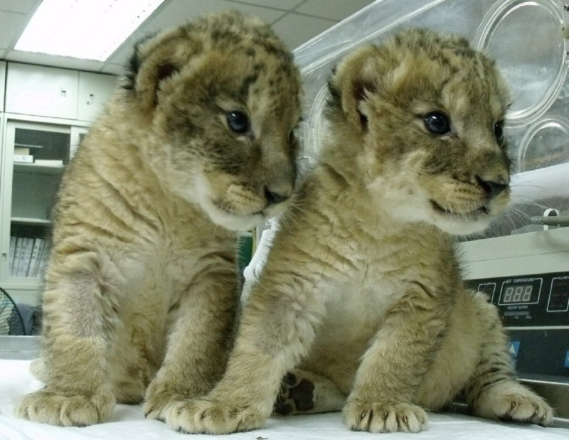 壽山動物園首度繁殖成功兩隻小小獅子王超吸睛。4月4日兒童節當天正式公開亮相，High翻全場。圖片來源：壽山動物園提供   