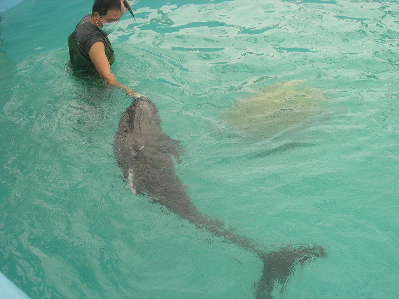 工作人員在池子裡誘導小虎鯨「小小」其自行覓食。圖片來源:農委會林務局   
