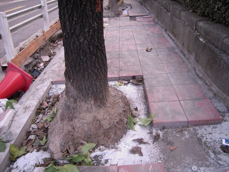 承包商偷工減料，種樹未依照原本程序造模以圍出樹木生長空間，卻直接鋪上水泥與地磚。圖片來源：潘翰疆   