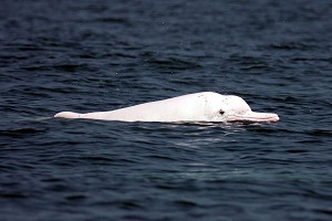 中華白海豚剩不到100隻，現在面臨生存基地被國光石化進逼的窘境。圖片來源：中央社   