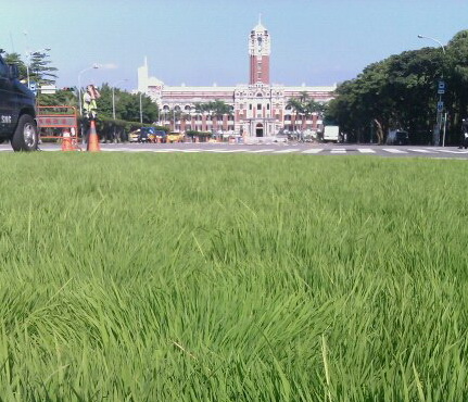 今天（24日）早上9點，「凱稻」將進行插秧，希望農民護土的種苗，能順利於美濃生根。圖片：本站資料照片   