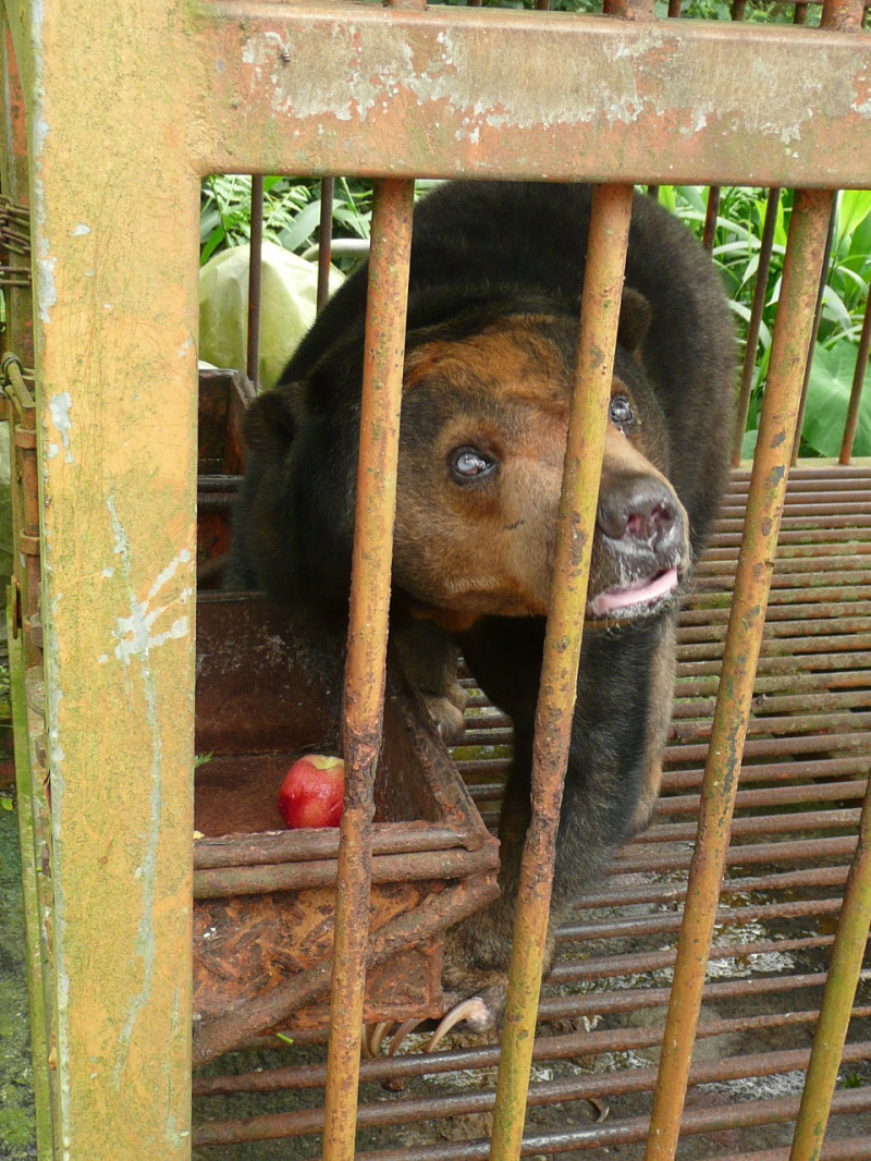 馬來熊在籠內不斷踱步。圖片來源：動物社會研究會   