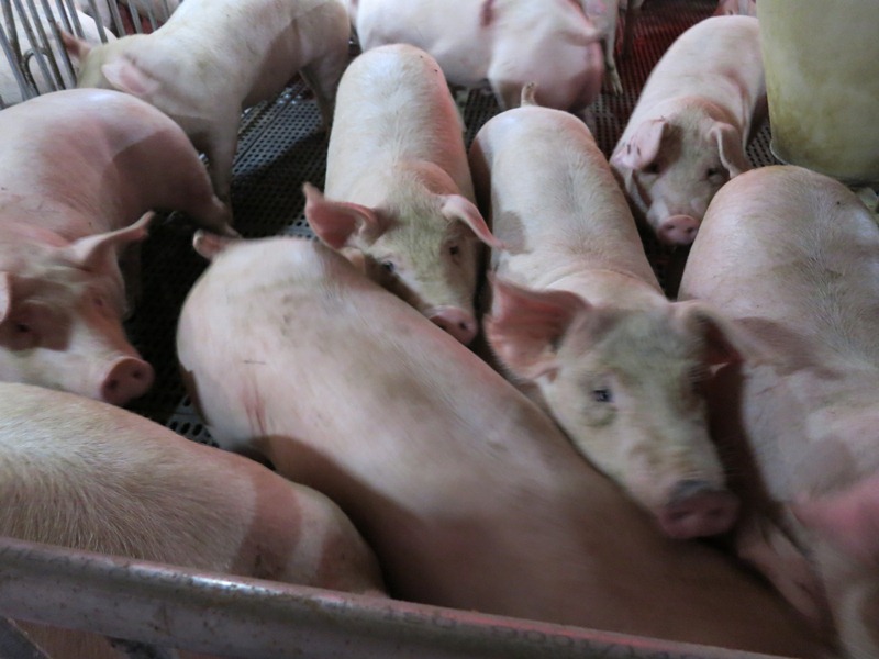 農委會今天聲明，網路上流傳養豬業者使用不當物質，加速豬隻飼養效率的事為假。圖為一般豬場。圖片來源：新頭殼資料照片。   