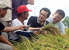 總統馬英九（右2）23日前往嘉義市視察水稻受風災情形，與稻農一起察看稻米倒伏情況，並仔細聽取農民心聲。圖:中央社提供   