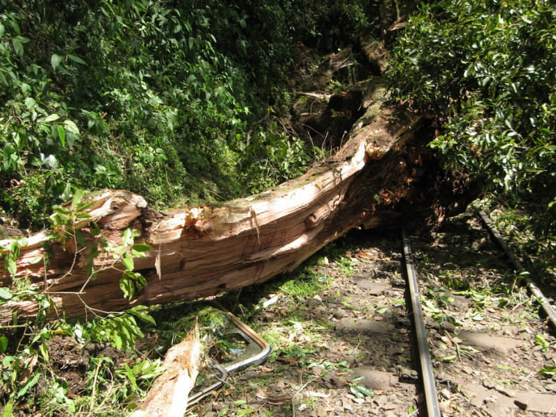 阿里山樹木倒下，小火車翻覆，5中國客因此喪命。照片來源：林管處   