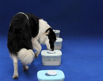 越來越多研究證實，受過訓練的狗可嗅出癌症。資料照片：達志影像/美聯社   