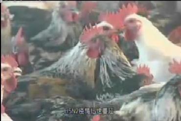 紀錄片《不能戳的秘密》指農委會隱匿禽流感疫情議題，最近引起外界的關注。圖：翻攝自紀錄片。   