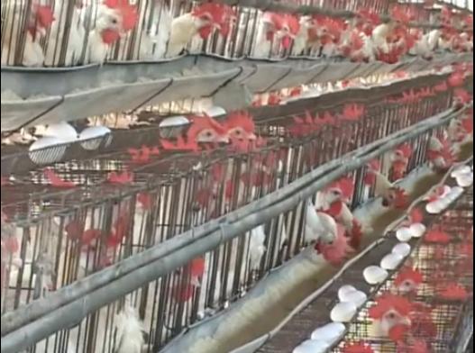 行政院農委會防檢局今(3)日上午緊急召開記者會，公布位於台南及彰化的雞場，首度爆發高病原性H5N2禽流感。圖片來源：新頭殼資料照片。   