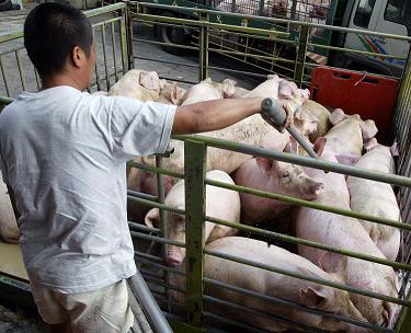 媒體爆料有不肖業者販售含重金屬的飼料給豬、雞農，農委會主委陳保基今日承認確實有此事。圖片來源：中央社資料照片。   