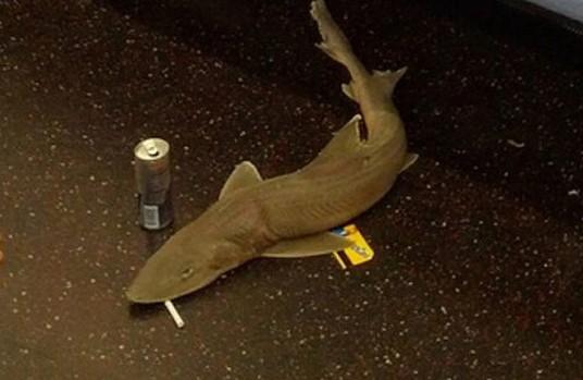 紐約民眾在地鐵上拍到的鯊魚屍體照片，嘴裡叼著菸，手上還拿著一張車票。圖：翻攝自網路。   
