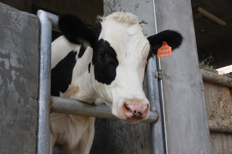 加拿大官方通報發生一起狂牛症案例，衛福部食品藥物管理署今（22）晚宣布，即日起暫停進口加拿大牛肉及相關產品，且不受理輸入食品查驗申請措施。圖：新頭殼資料照片   