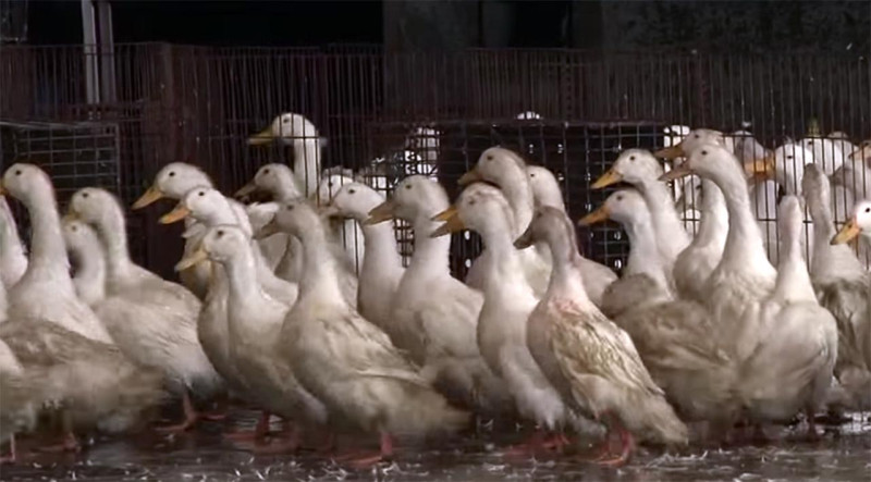 防檢局今(27)日指出，目前全台有9成鵝隻都通報異常控管中，若全數確診，鵝肉供應將大受影響。圖：雲林衛生局提供。   