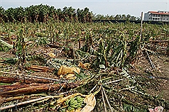 蘇拉颱風侵襲台灣造成農損嚴重。圖片來源：中央社。   