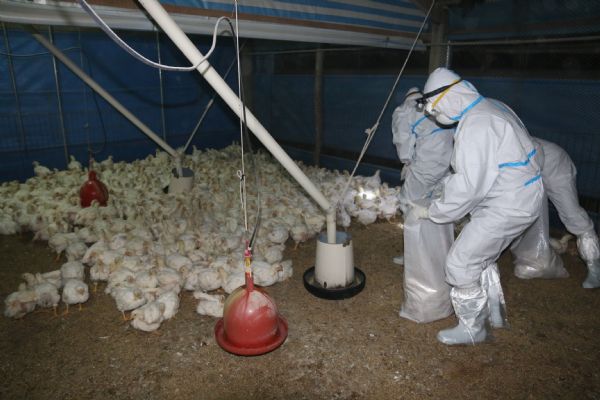 防檢局今(15)日宣布，台南市肉雞場感染的是舊型H5N2禽流感。圖：台南市政府提供。   