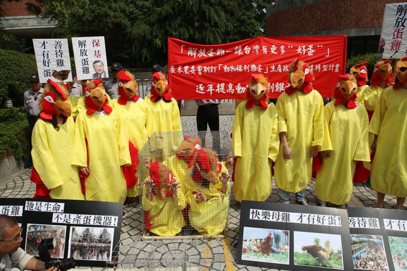 台灣動物社會研究會成員及20多位來自台大、師大、中原等校的學生今（16）日上午身著雞裝，到農委會前陳情。圖2之2：林雨佑/攝   