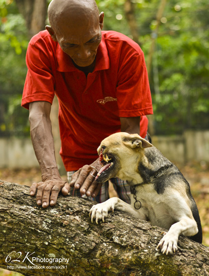 菲律賓知名義犬卡邦（Kabang）即將在下週啟程，前往美國進行整形手術恢復失去上顎的機能。圖片來源：翻攝自卡邦募款網站http://www.careforkabang.com/   