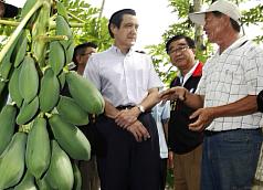 總統馬英九（左）13日到屏東訪視木瓜產銷情形，木瓜農向總統反映銷售過程受到剝削，總統當場指示行政院農業委員會深入調查，如果屬實依法嚴辦。圖片來源：中央社   