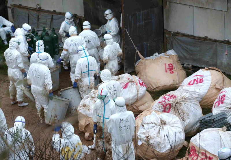 日本熊本縣多良木町一間養雞場發生禽流感，當局自13日夜間起開始撲殺雞隻。圖片來源：達志影像/美聯社   