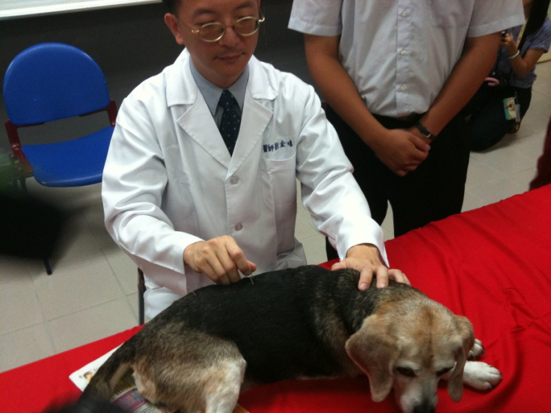 中醫治療目前被證明對於動物也具有一定的療效，讓飼主對寵物的醫療方式有了新的選擇。圖為劉金鳴醫師對患畜「球球」針灸醫療的情形。圖片：林佳慧/攝   