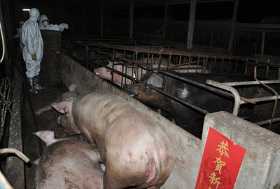 防檢局今日證實，屏東縣一豬場出現口蹄疫病毒活動跡象。圖片來源：中央社資料照片。   