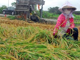農委會今天公布，全台農損已破3億台幣，一期作水稻受影響最大。蔬菜價格也比降雨前漲了3成5。圖片來源：中央社資料照片。   