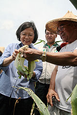 民進黨主席蔡英文（左）12日拜訪苗栗縣竹南鎮大埔地區，看到農民在缺乏水源的土壤中栽種出玉米，感到十分佩服，表示「這就是台灣的生命力」。圖片來源：中央社   