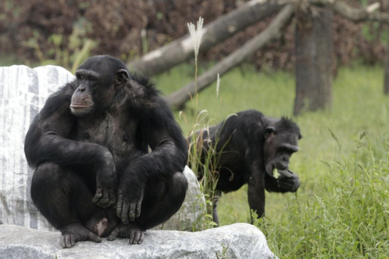 國際研究團隊發現，黑猩猩和紅毛猩猩與人類相似，都可能經歷中年危機的困擾。圖片來源：達志影像/路透社。   