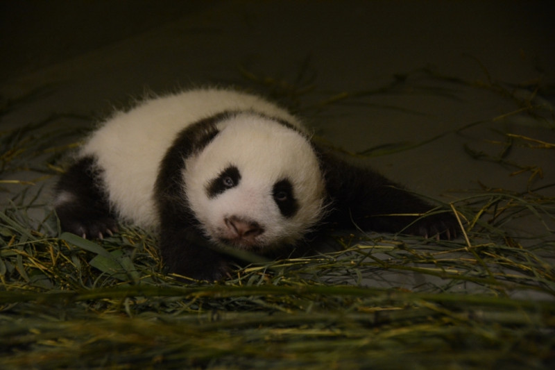 台北市立動物園昨天晚上拍到「圓仔」睜大雙眼的照片。圖片來源：台北市立動物園   