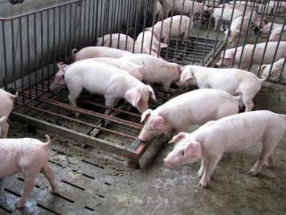 美國指責台灣不容許含瘦肉精的豬肉輸台，對雙邊貿易恐怕有害，農委會今天表示，不會改變豬肉不得檢出瘦肉精的政策。圖：中央社資料照片。   