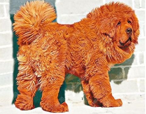世界最貴的狗西藏紅獒犬「轟動」，以1千萬人民幣被賣給一個中國煤礦大亨當家犬。圖片來源：翻攝自網路。   