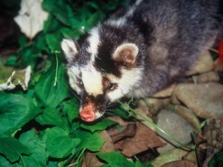 據中央狂犬病疫情指揮中心統計，截至8月13日為止，已檢測食肉目野生動物293例，共82例鼬獾確診感染狂犬病。圖片來源：中央社資料照片   