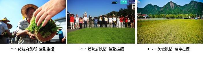 由各地農民自救會發起的717夜宿凱道行動所種下的「凱稻」已經成熟、可以收割了，但台灣農村陣線表示，當初北上抗議農民提出的3項訴求，還未得到具體回應，不排除在選後，號召更多民眾集結上街。圖片來源：台灣農村陣線提供   