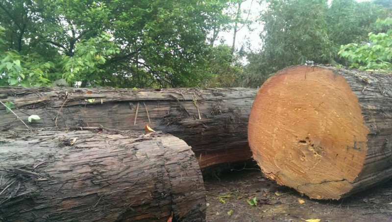林務局今(30)日指出，內湖漂流木鑑定了3次，都確認是漂流木無誤。圖：翻攝自台北市議員高嘉瑜臉書   