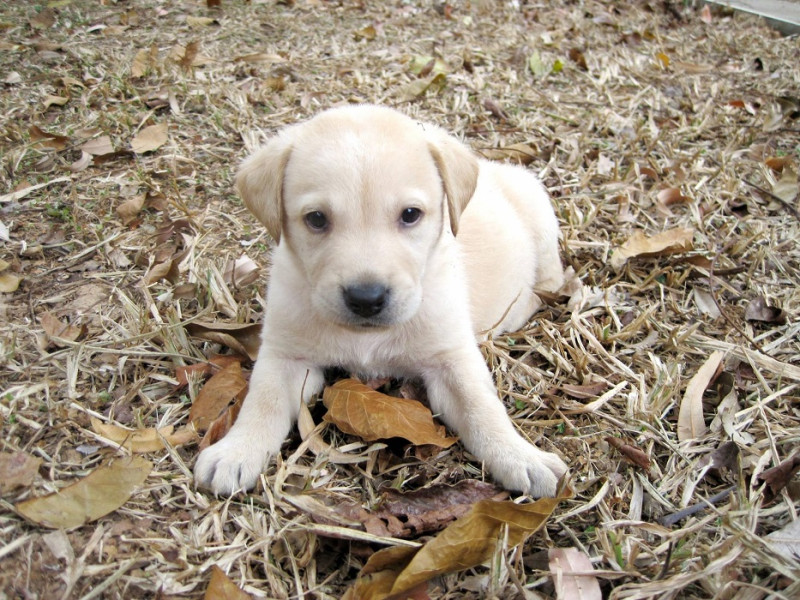 海關緝毒犬培訓中心竭誠徵求幼犬寄養家庭。這隻是2013年11月底徵求寄養家庭的黃色拉拉寶寶。圖片2-1來源：海關緝毒犬臉書粉絲專頁。   