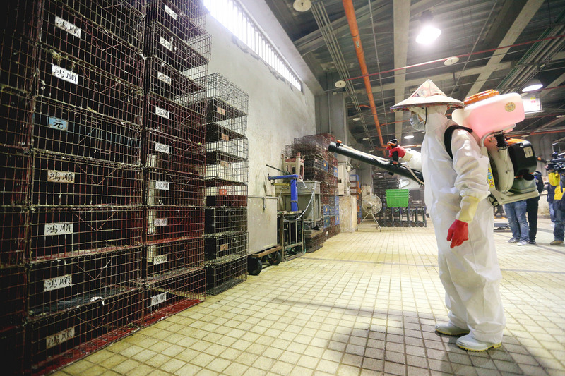 台東市的1處養雞場，今(2)日被證實也感染了H5禽流感病毒。圖：中央社資料照片。   