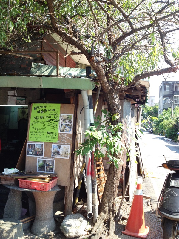 杭州南路的巷子裡,陳爺爺的老梅花樹,一旁更有民眾的打氣看板,希望能保存老樹。圖4之2:王立柔/攝