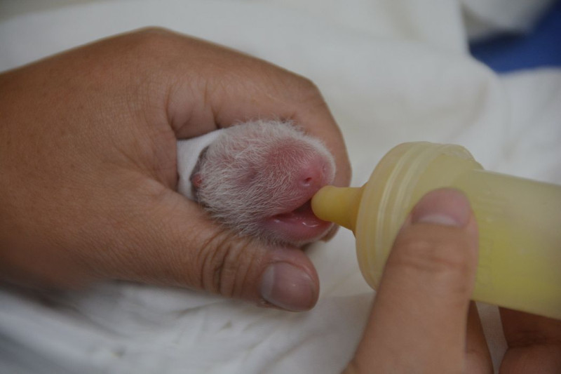 台北市立動物園秘書張志華表示，大貓熊圓圓所生的小寶寶目前身體健康狀況良好，小寶寶的正式名字，將交由大眾來決定。圖：台北市立動物園提供。   