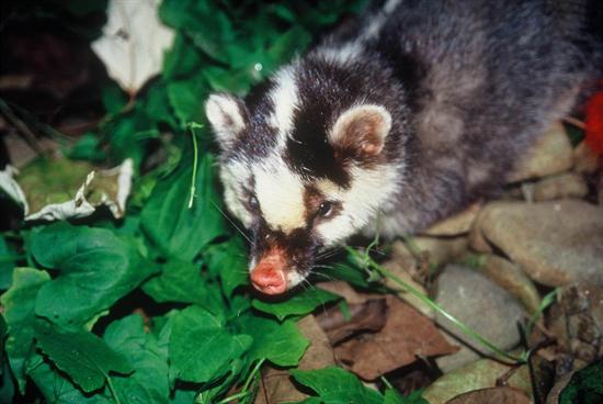 台灣在野生鼬獾遺體檢出狂犬病後，目前全台已有12例動物感染狂犬病。圖片來源：農委會特生中心提供。   