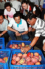 總統馬英九（前中）15日上午前往台南市玉井區農會關心芒果產銷情形，在玉井區農會總幹事黃澄清（前右）的解說下，觀看分級完成的芒果。圖片來源：中央社   