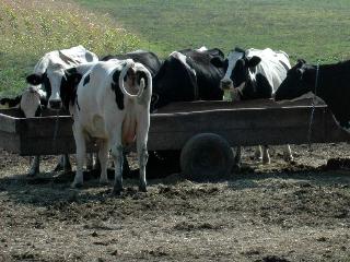 美國乳牛發生第4例狂牛症，國民黨今天在院會提案，待美國遭OIE降等後再禁止美牛進口，親民黨則認為，目前狂牛症只有三個等級，美國根本無等可降。圖為一般乳牛。圖片來源：中央社資料照片。   